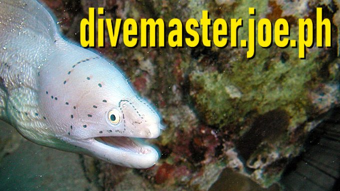 Divemaster Joe Philippines